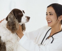 Мастит у собаки: симптомы и лечение, как избежать болезни