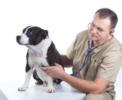 Сахарный диабет у собак: симптомы и лечение, чем кормить питомца