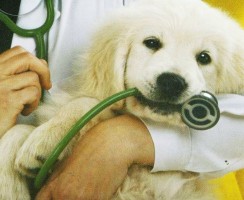 Перхоть у собаки: причины и лечение, аллергия у человека