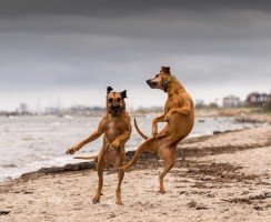 Танцующие собаки и кошки: фото