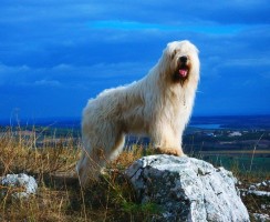 Южнорусская овчарка (фото): я не ласковый и пушистый, а грозный и смелый