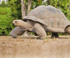 Подборка самых старых животных, живущих на Земле