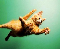 Как упитанный котяра покалечил итальянца