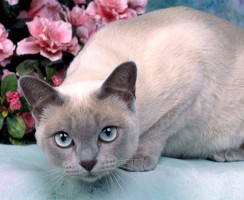 Тонкинская кошка (фото): Уникальное создание с аквамариновыми глазами