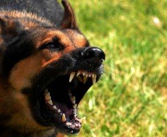 ТОП-10 пород самых злых собак