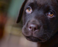 10 самых добрых пород собак