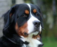 Бернский зенненхунд (фото): Собака, которая улыбается