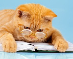 6 забавных книг про приключения котов: хорошее настроение гарантировано