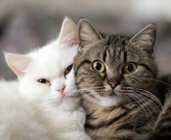 Как отличить кота от кошки: Советы по определению пола питомца