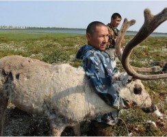 Все олени – на прививку