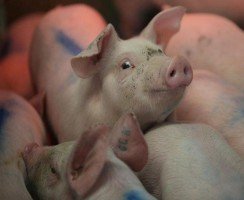 Получится ли предотвратить АЧС в Китае