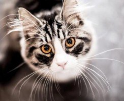 Зачем кошке усы