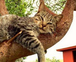 Гавайский заповедник для котов