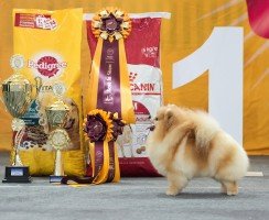 Самые популярные корма для собак 2019 — Педигри:
разбор состава и отзывы